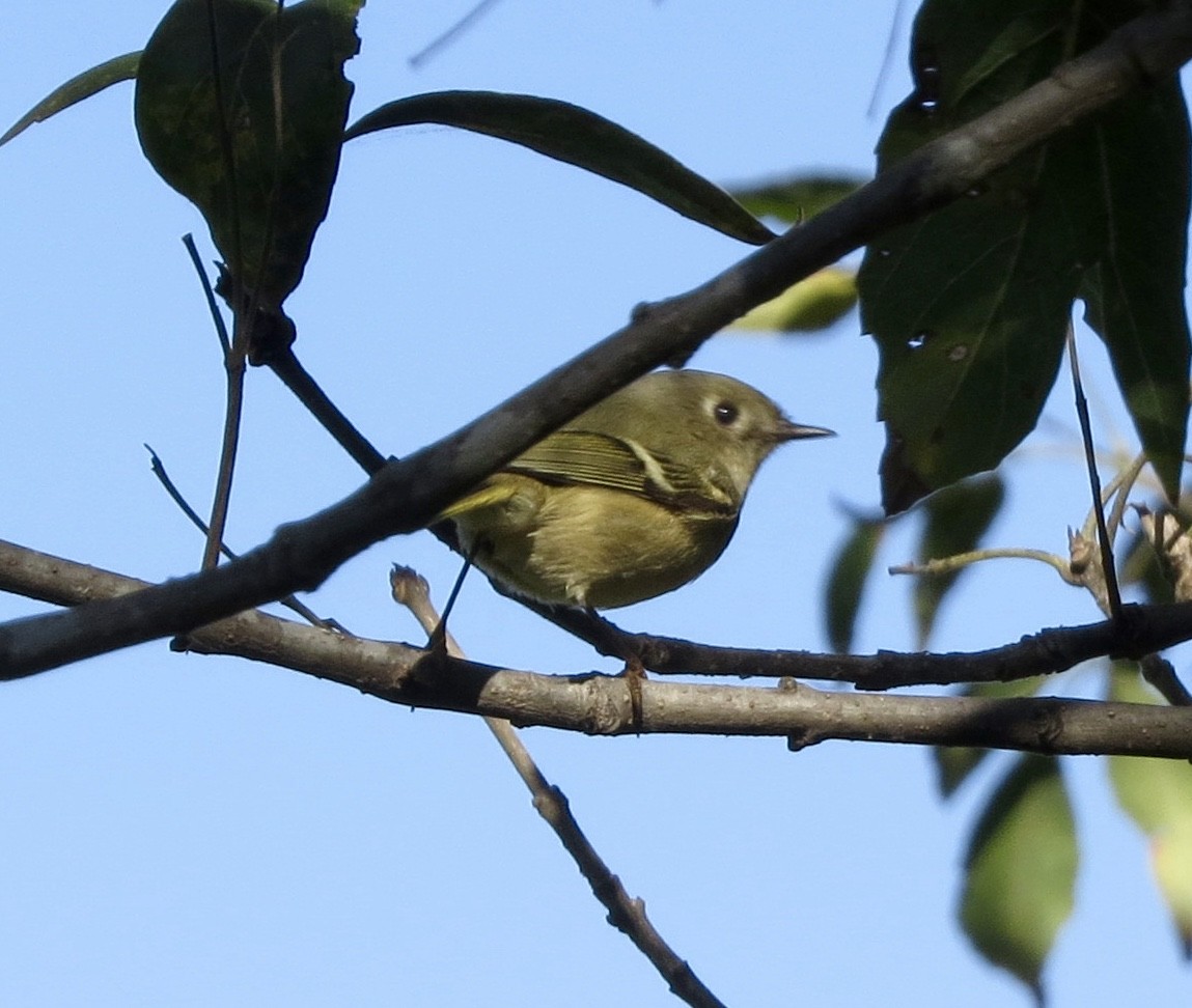 Ruby-crowned Kinglet - Terry Hill