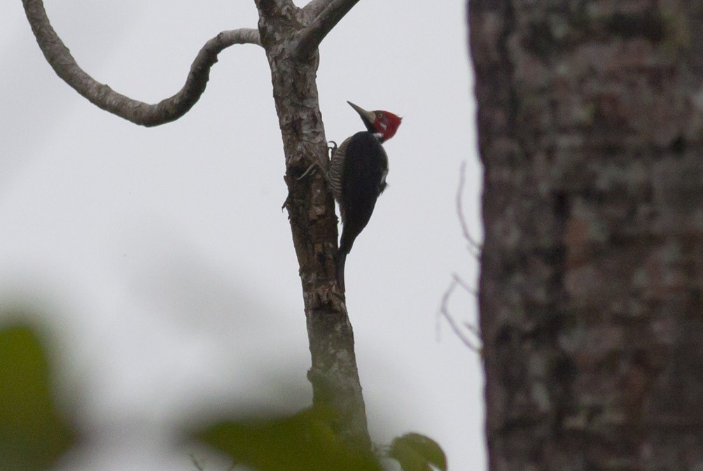 Crimson-crested Woodpecker - Michael Todd
