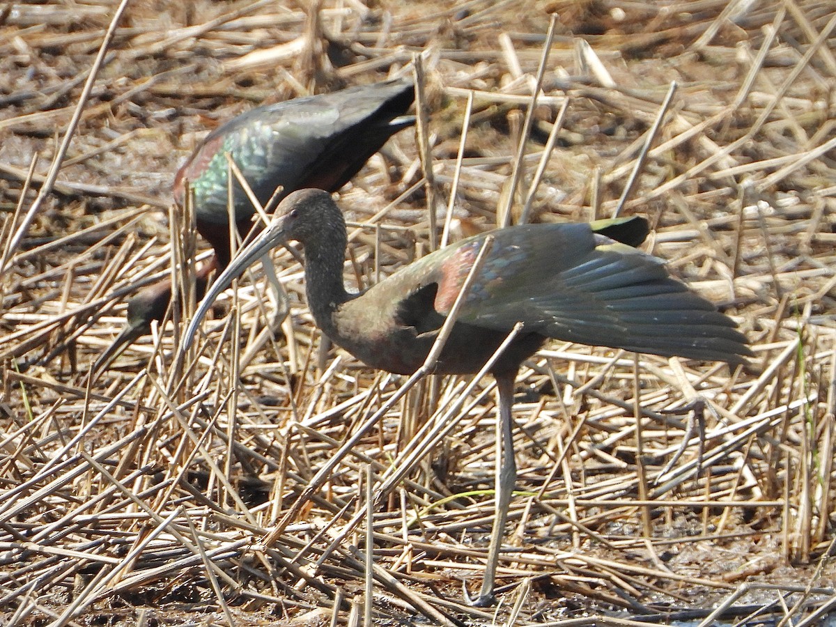 White-faced Ibis - Howard Connelly