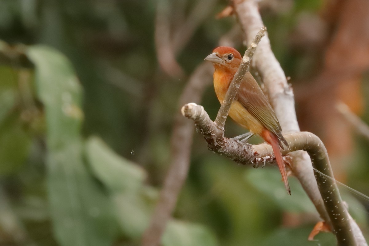 Summer Tanager - Rafael Chaves
