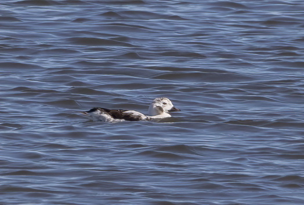 Long-tailed Duck - ML402021971