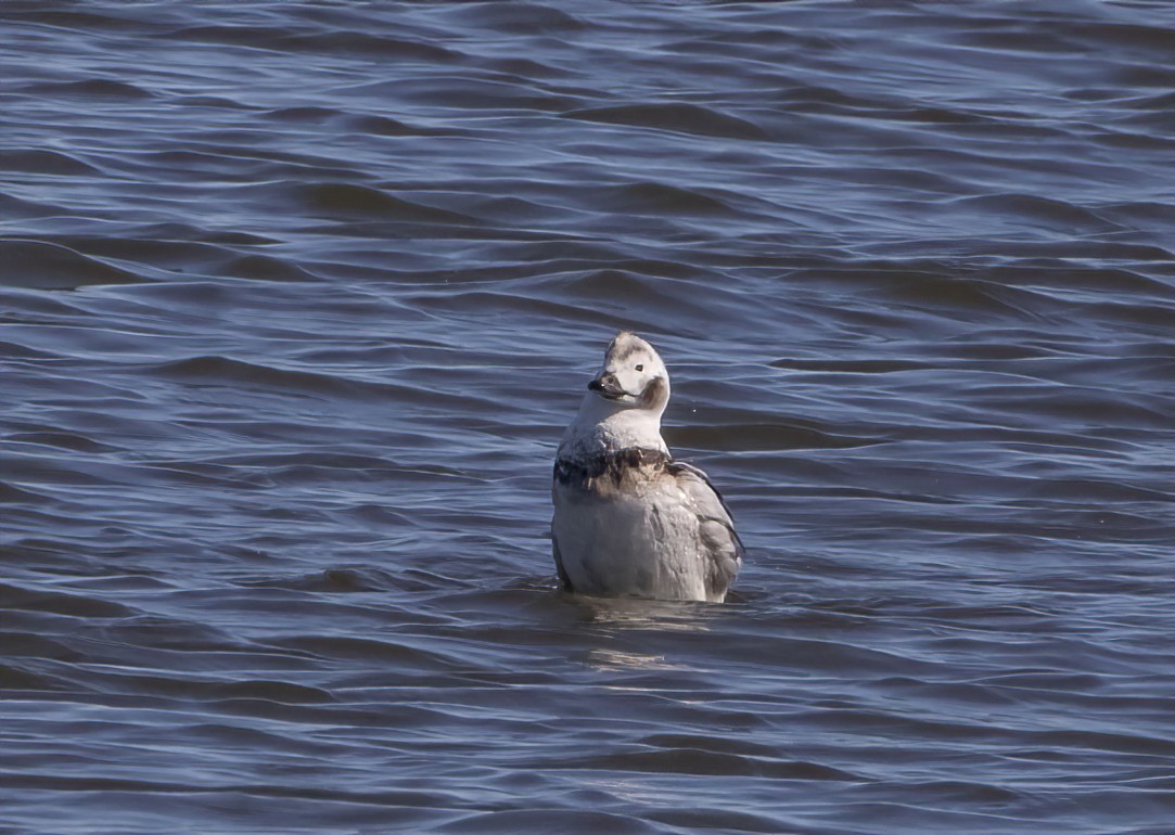 Long-tailed Duck - ML402021981
