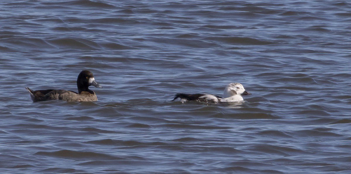 Long-tailed Duck - ML402021991