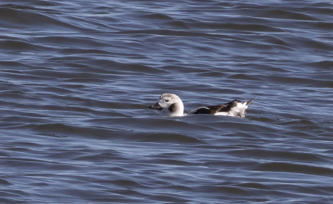 Long-tailed Duck - ML402022011