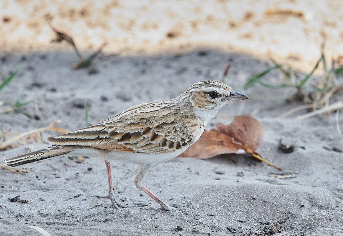 Fawn-colored Lark (Fawn-colored) - ML402022081