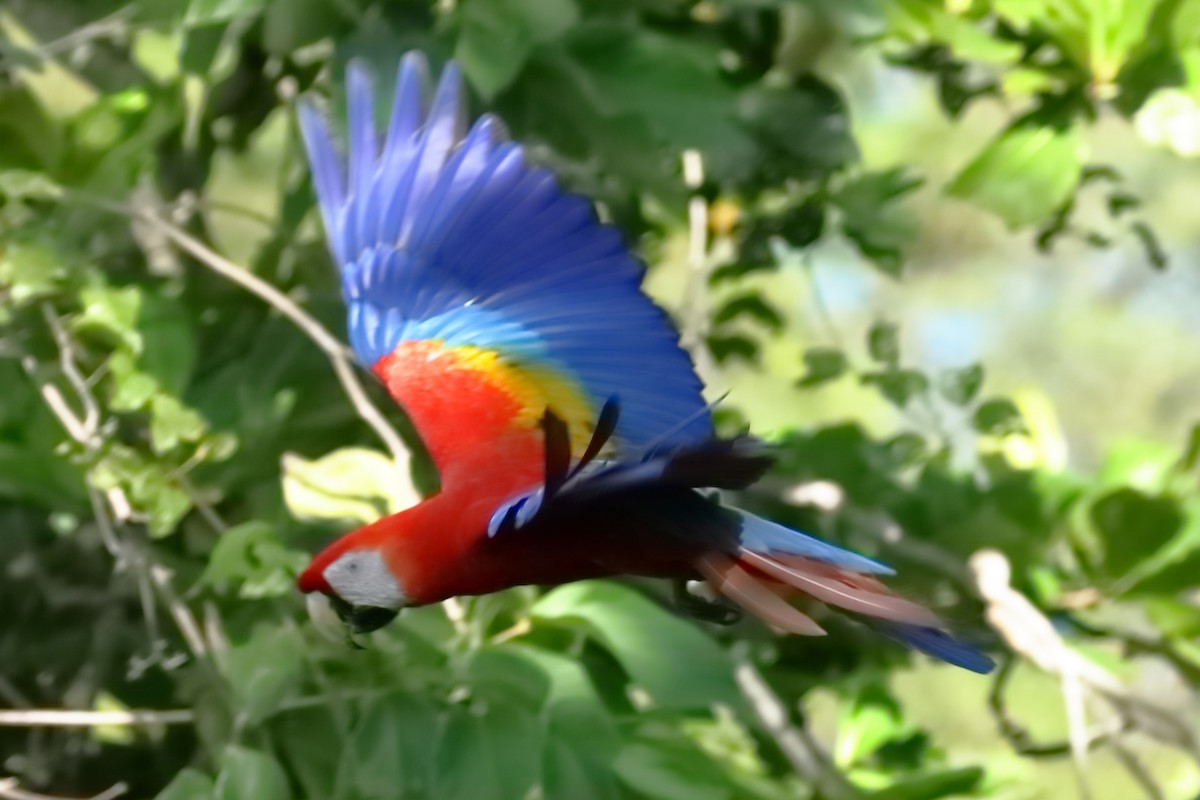 Scarlet Macaw - ML402022401