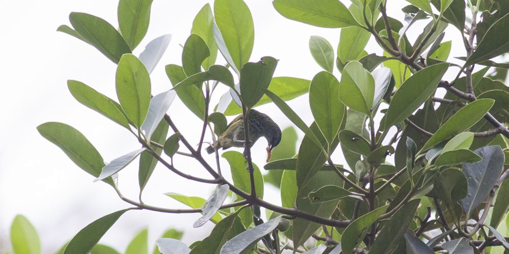 Spotted Tanager - ML40202331