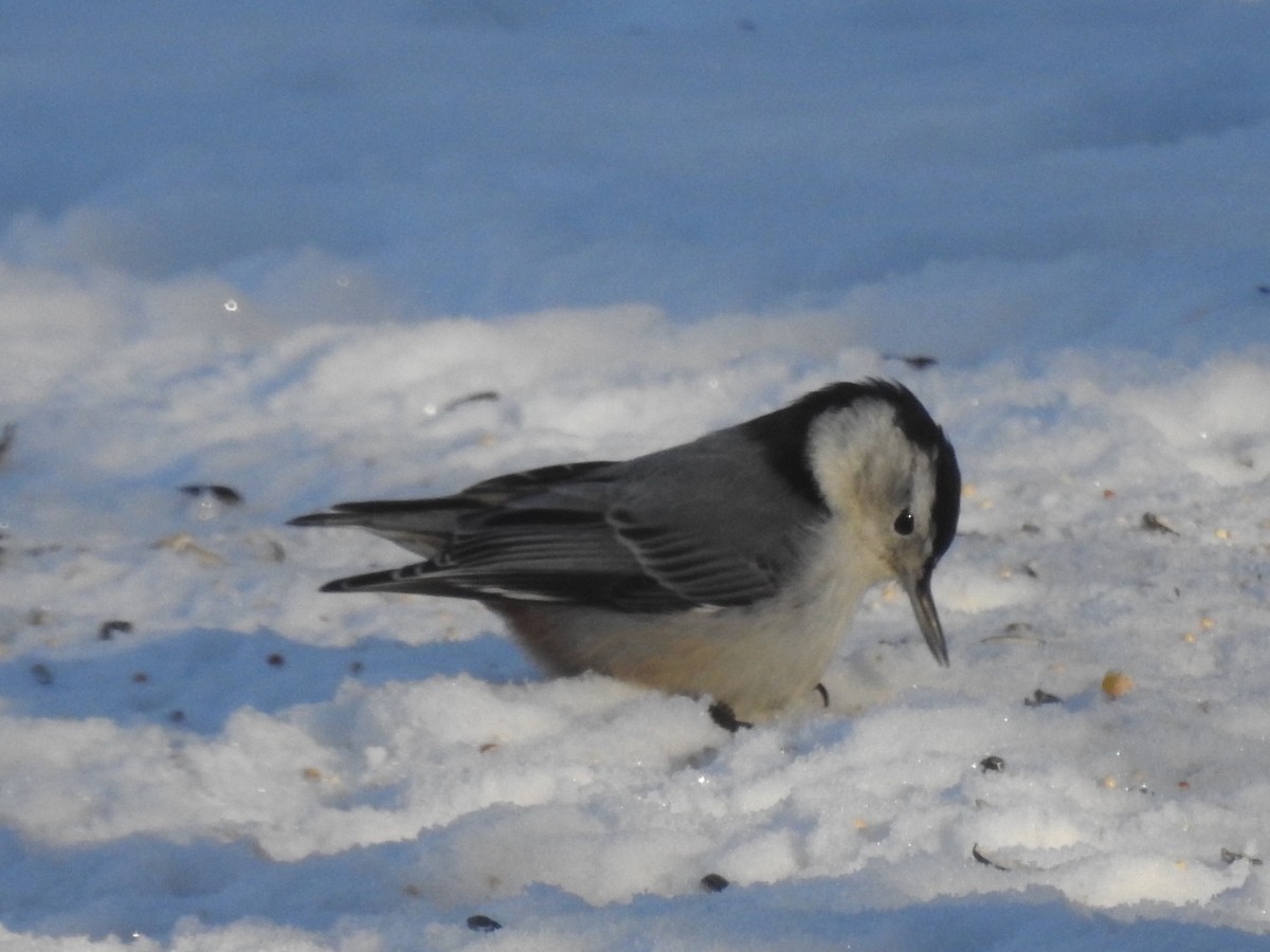White-breasted Nuthatch - ML402030271