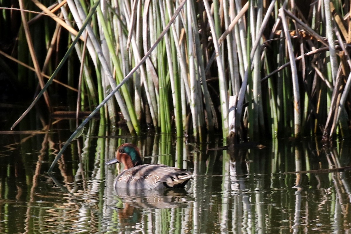 Green-winged Teal - Lindsay Story