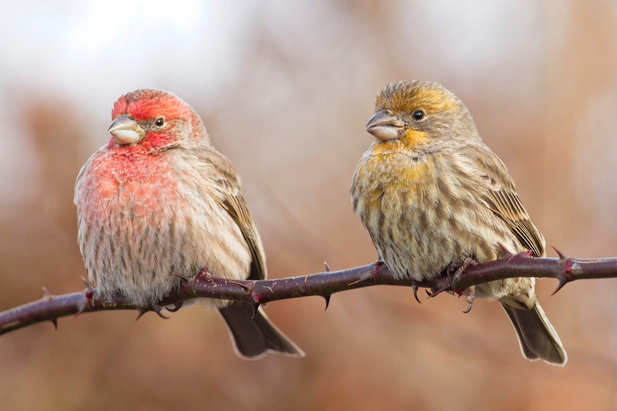 House Finch - ML402039751