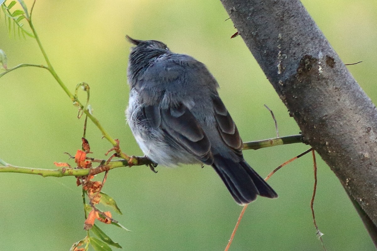 Gray-crested Finch - ML402040281