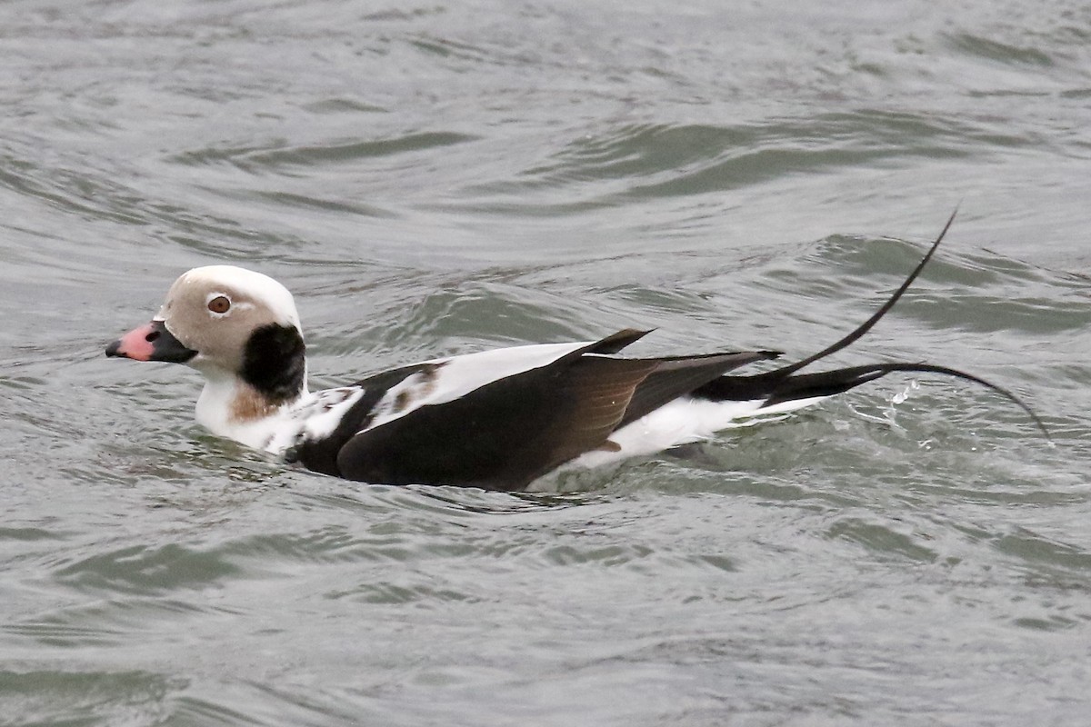 Long-tailed Duck - ML402040301