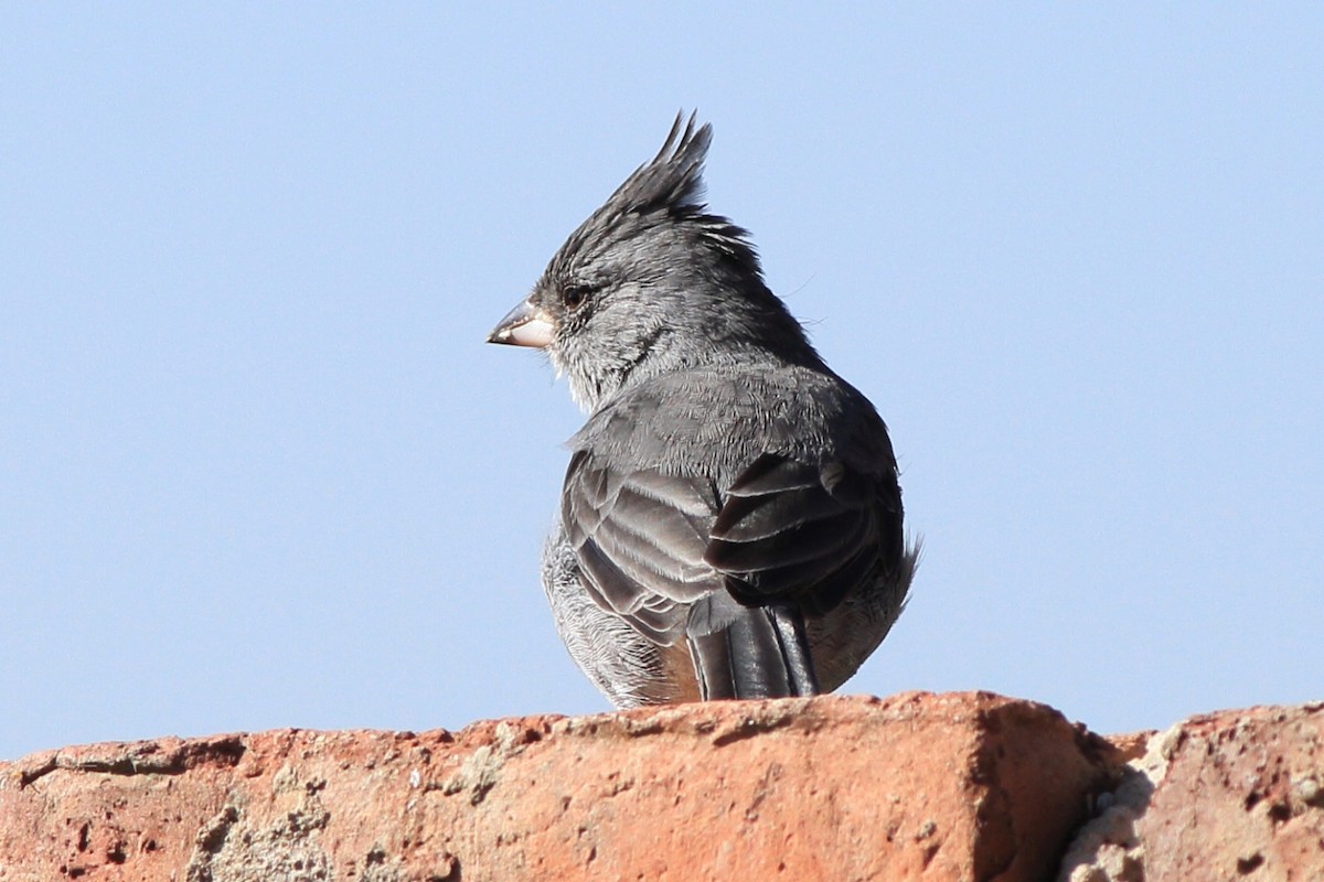 Gray-crested Finch - ML402040681