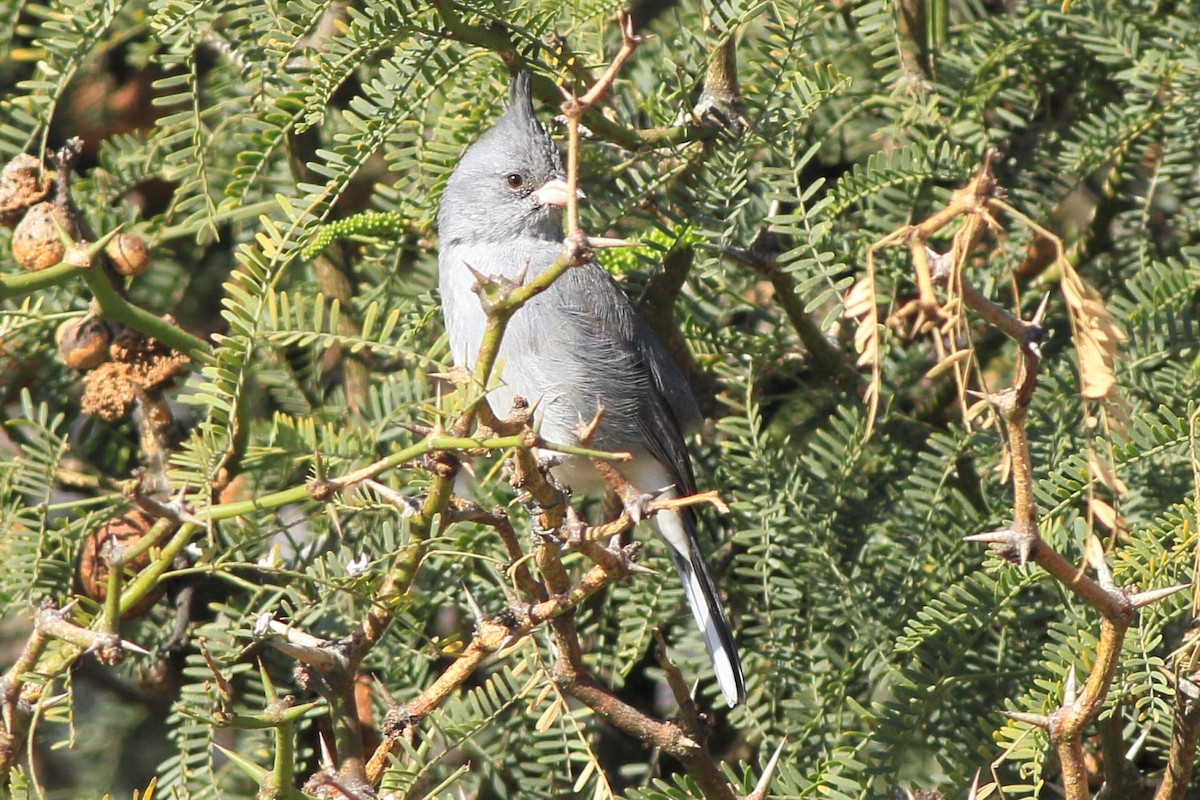 Gray-crested Finch - ML402040911