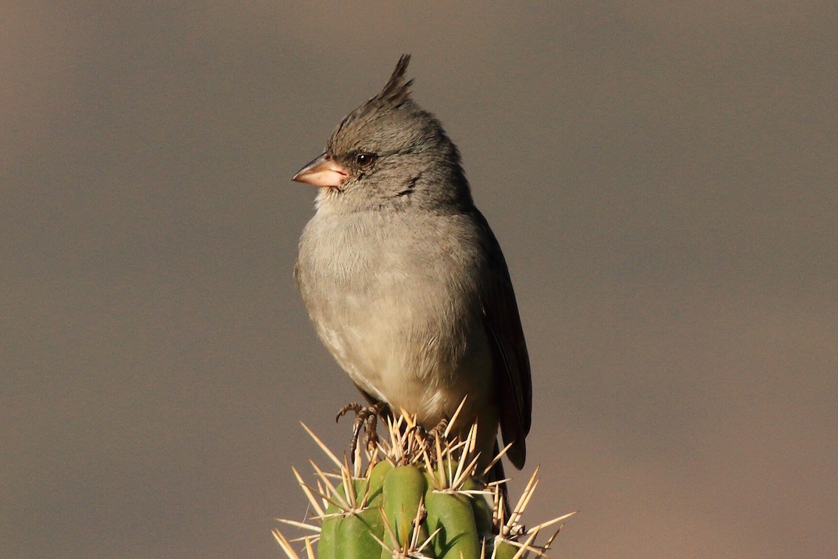 Gray-crested Finch - ML402041301