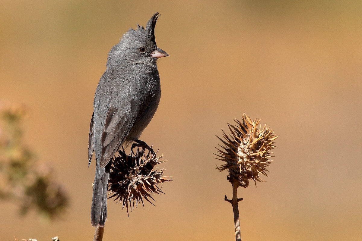 Gray-crested Finch - ML402042481