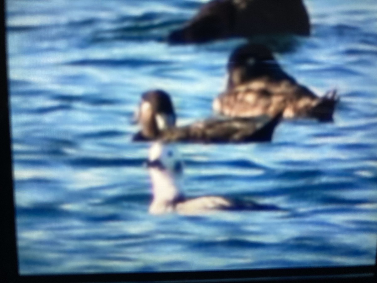 Long-tailed Duck - ML402046481