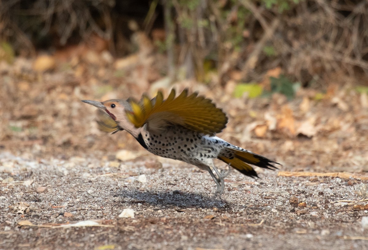 Northern Flicker (Yellow-shafted x Red-shafted) - ML402046601