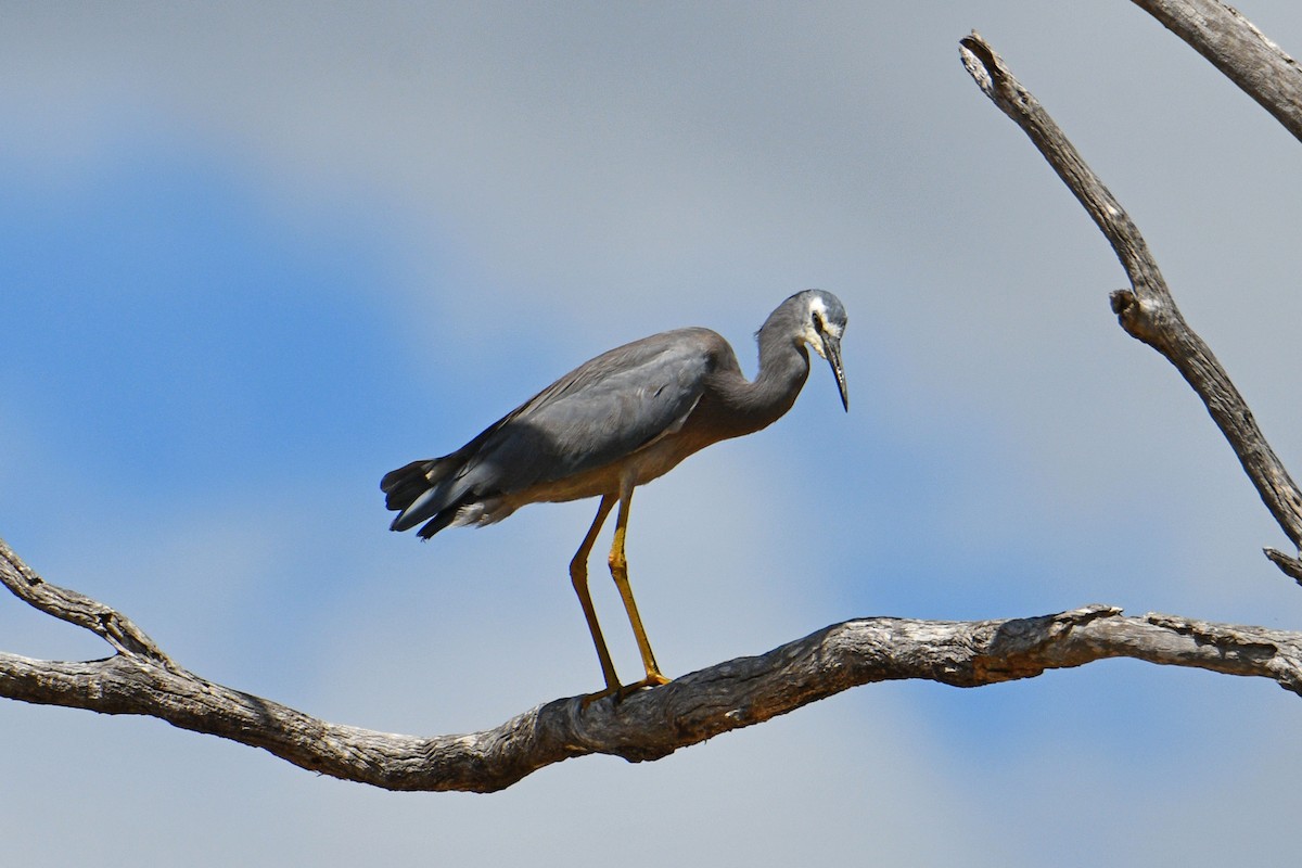 White-faced Heron - Peter & Shelly Watts