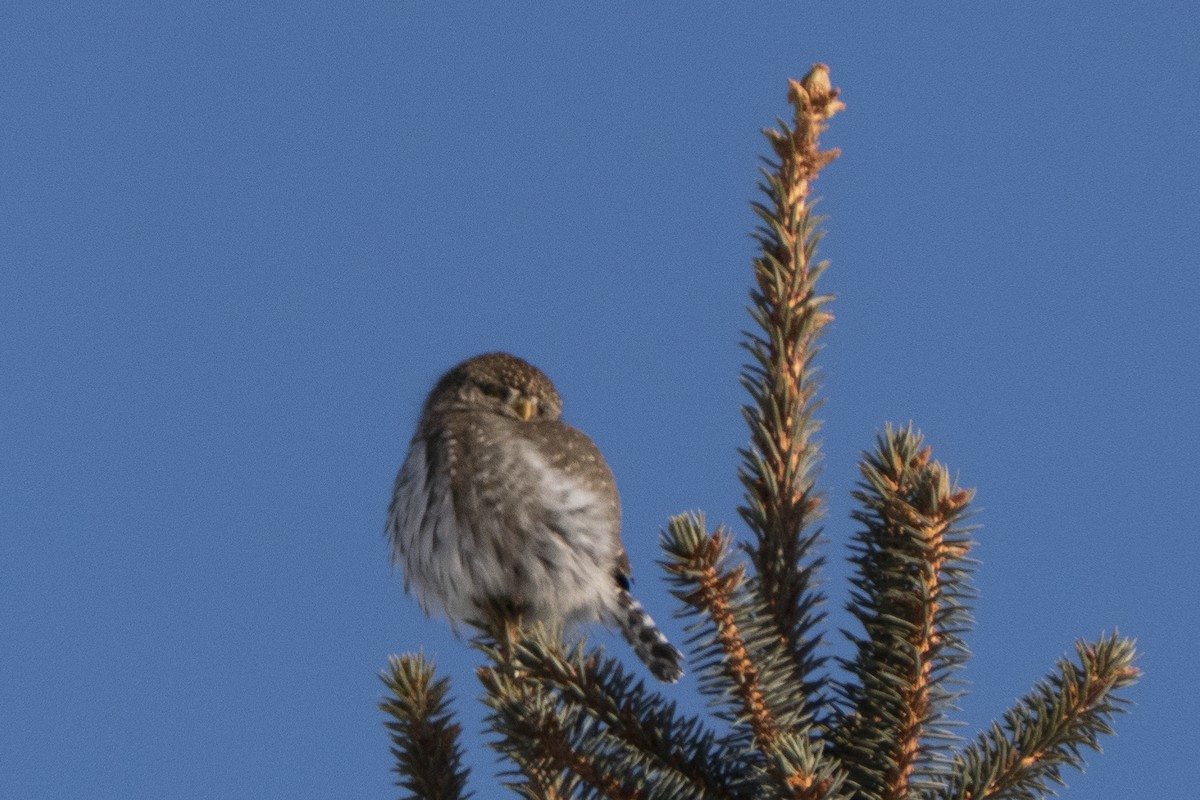 Northern Pygmy-Owl - ML402048361