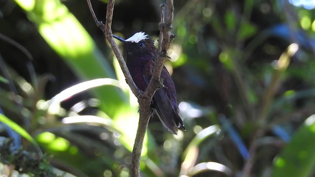 kolibřík běločelý - ML402049301