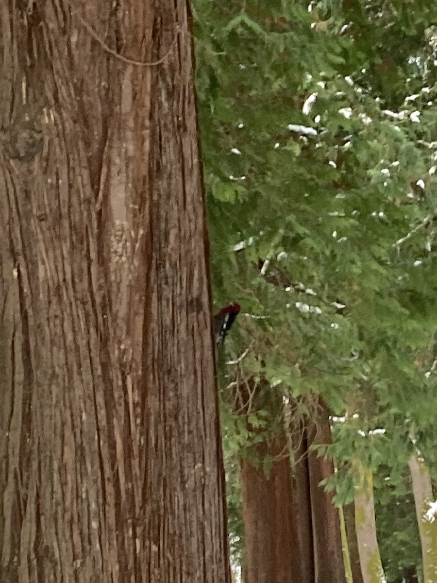 Red-breasted Sapsucker - ML402049691