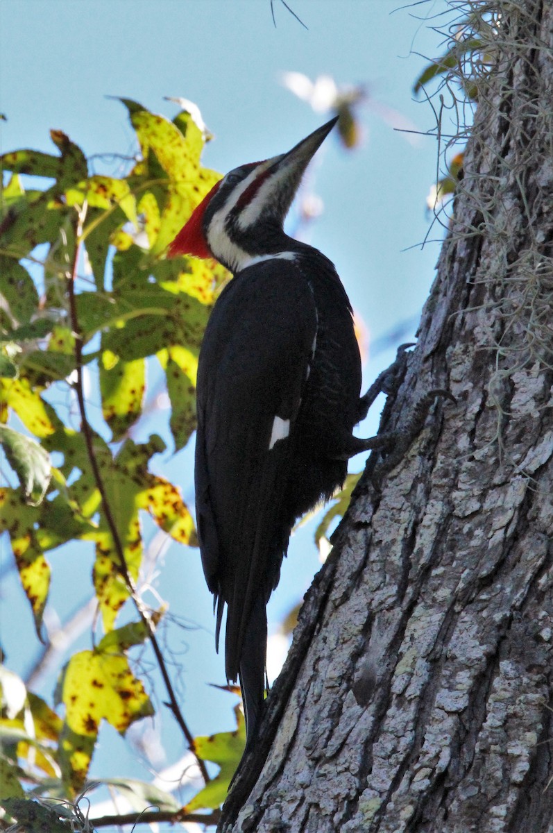 Pileated Woodpecker - ML402050211