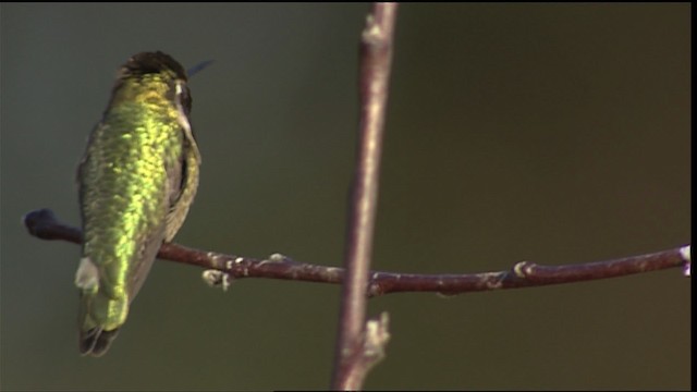 Anna's Hummingbird - ML402054