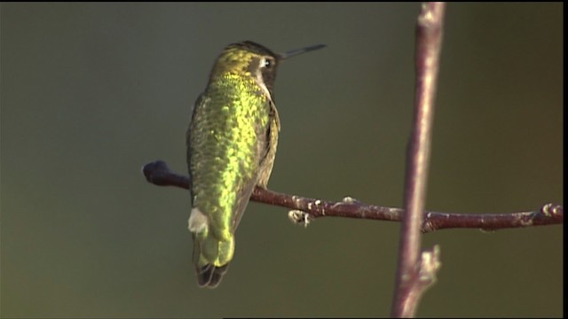 Anna's Hummingbird - ML402055