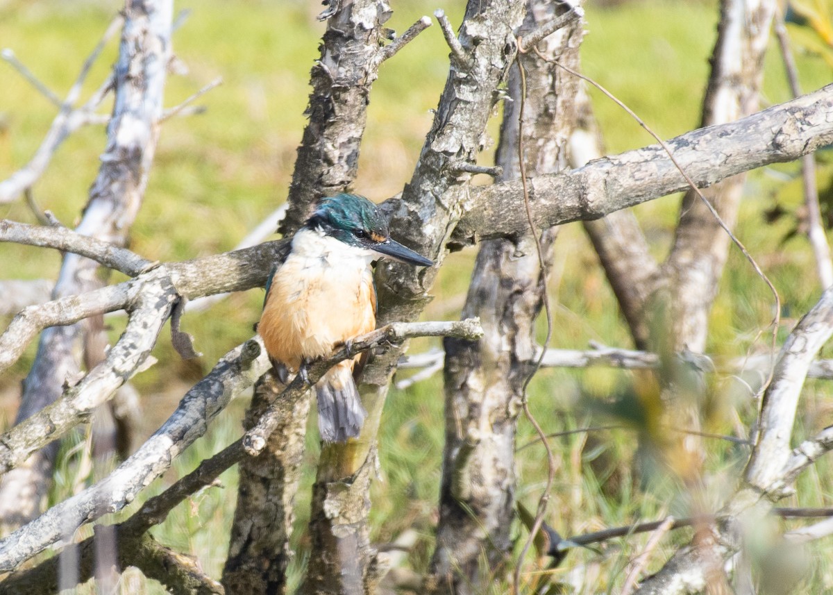 Sacred Kingfisher - Fawas Illias