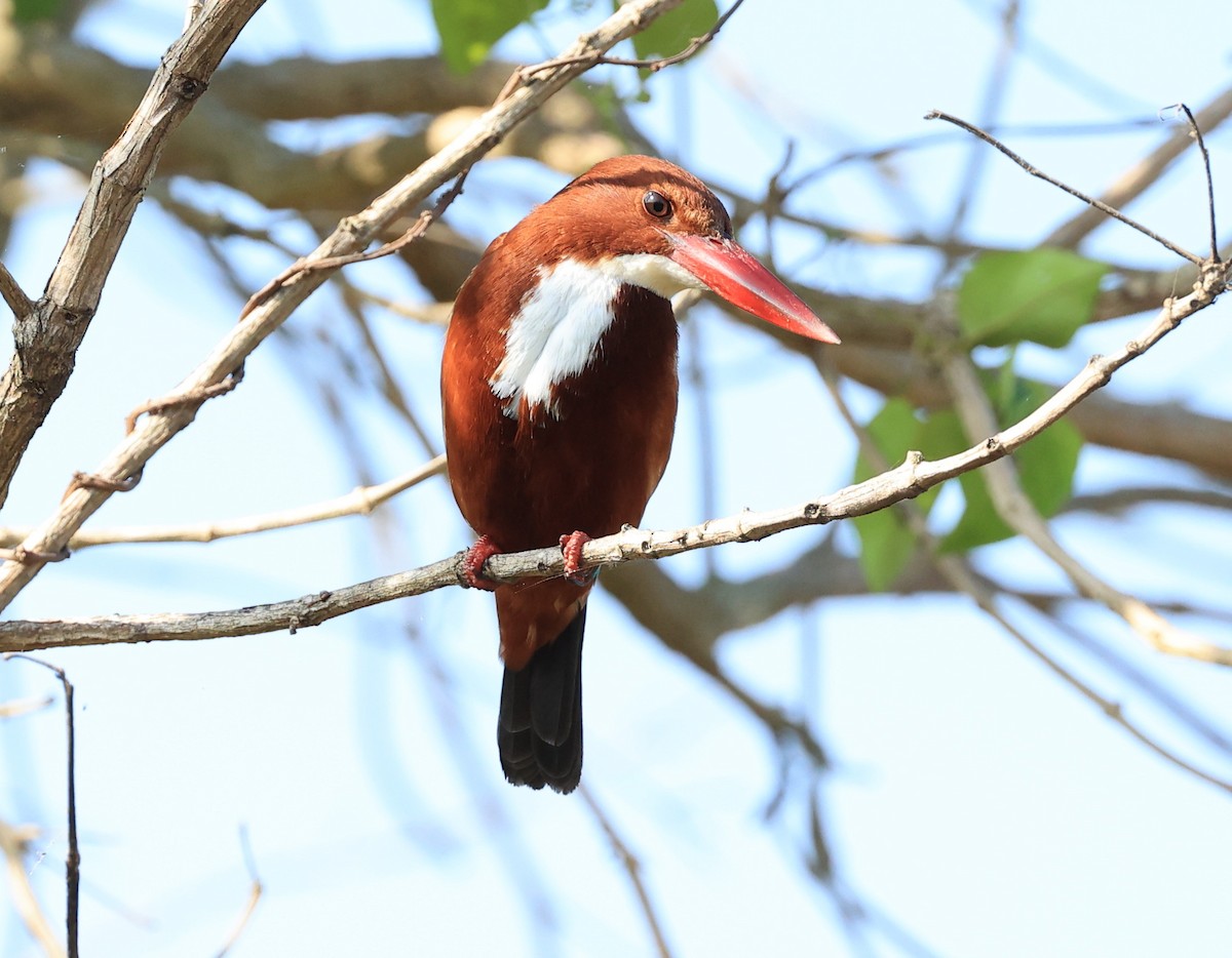 White-throated Kingfisher - Vijaya Lakshmi