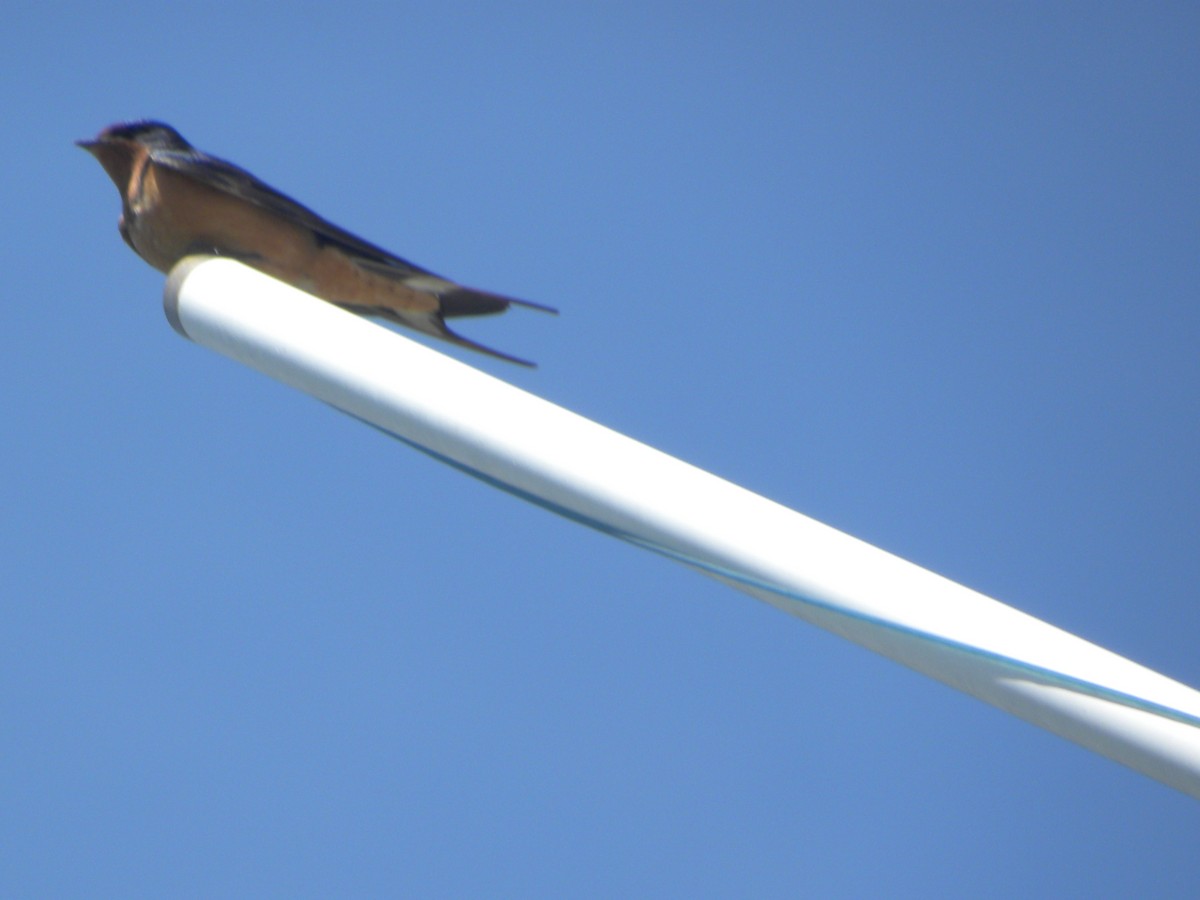 Barn Swallow (American) - ML40206311