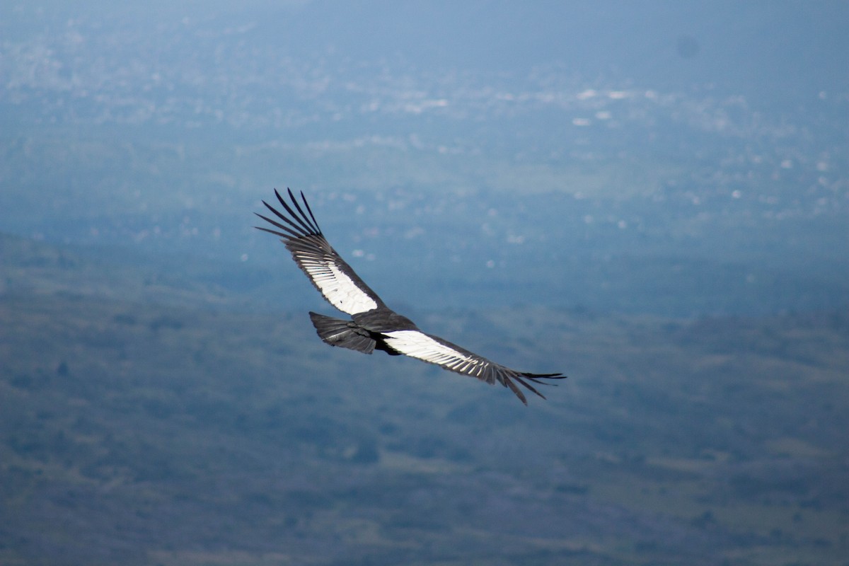 Condor des Andes - ML402066581