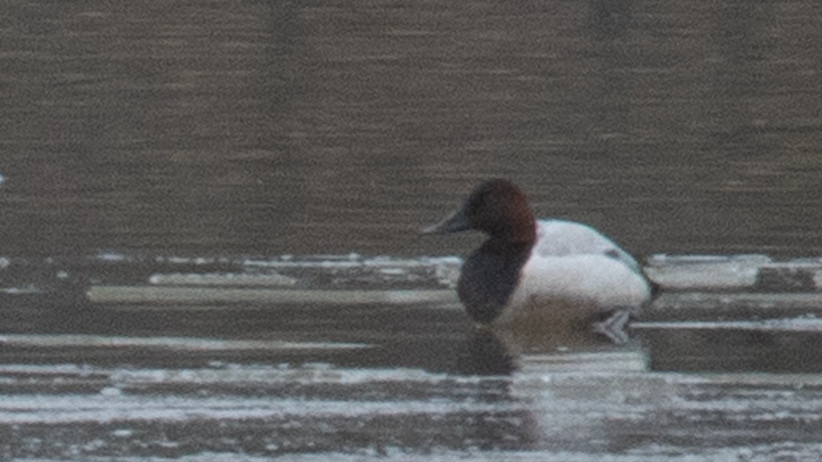 Canvasback - Russell Cooper