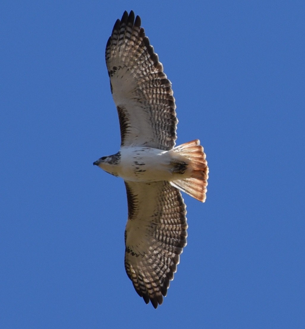 Red-tailed Hawk - Timothy Barry