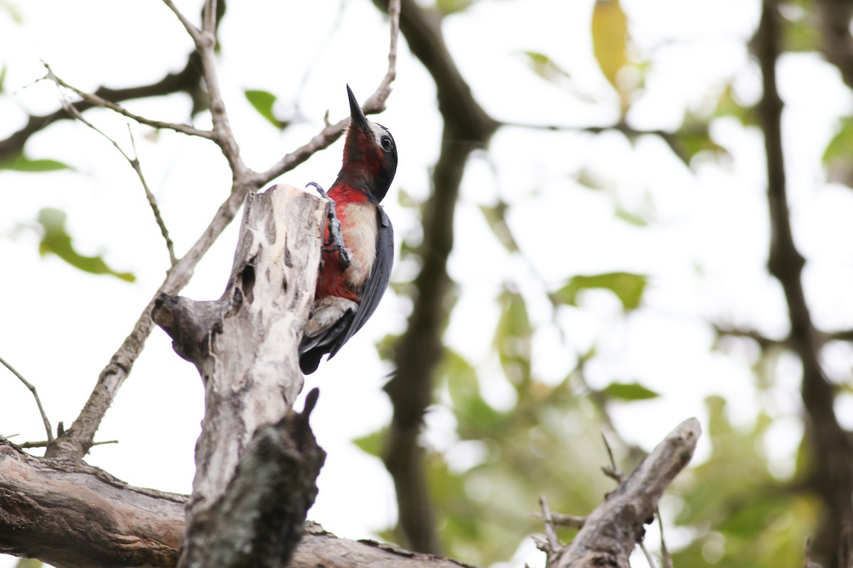 Puerto Rican Woodpecker - Max  Chalfin-Jacobs