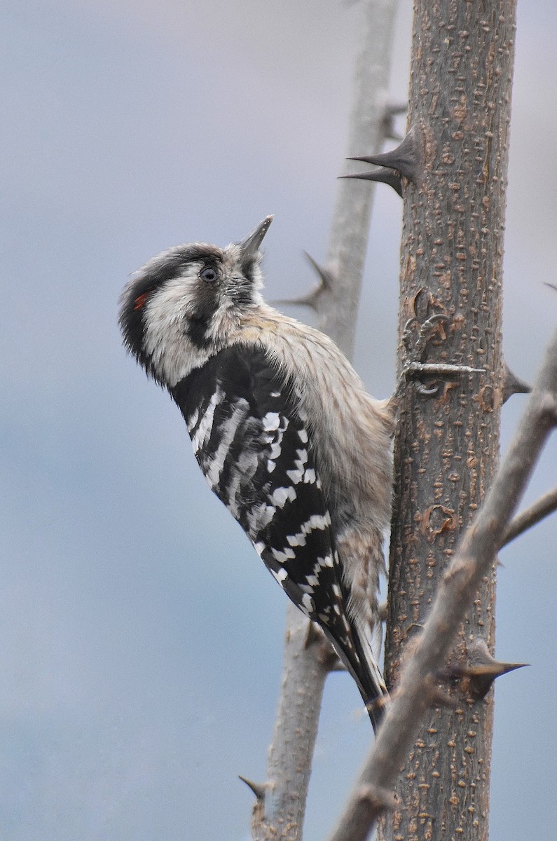 Brown-capped Pygmy Woodpecker - Hemant Kumar