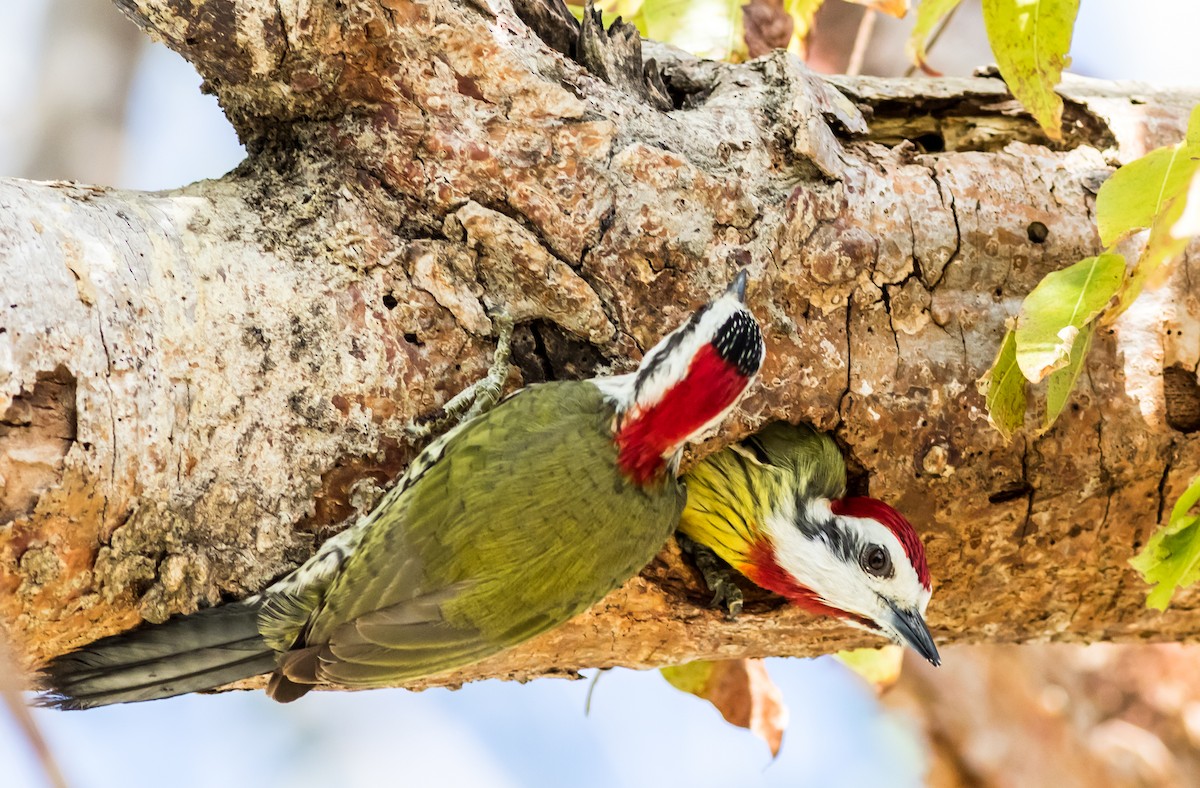 Cuban Green Woodpecker - ML402084741