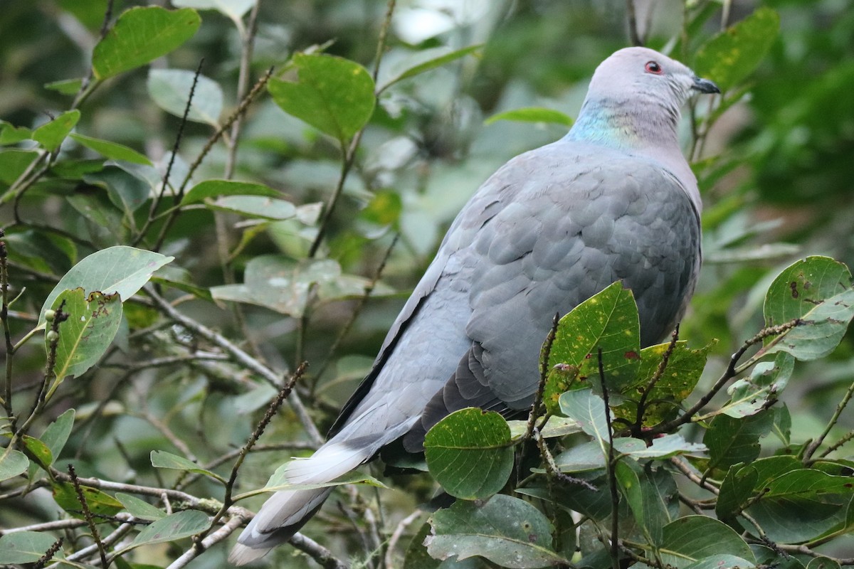 Pigeon de Jamaïque - ML402084771