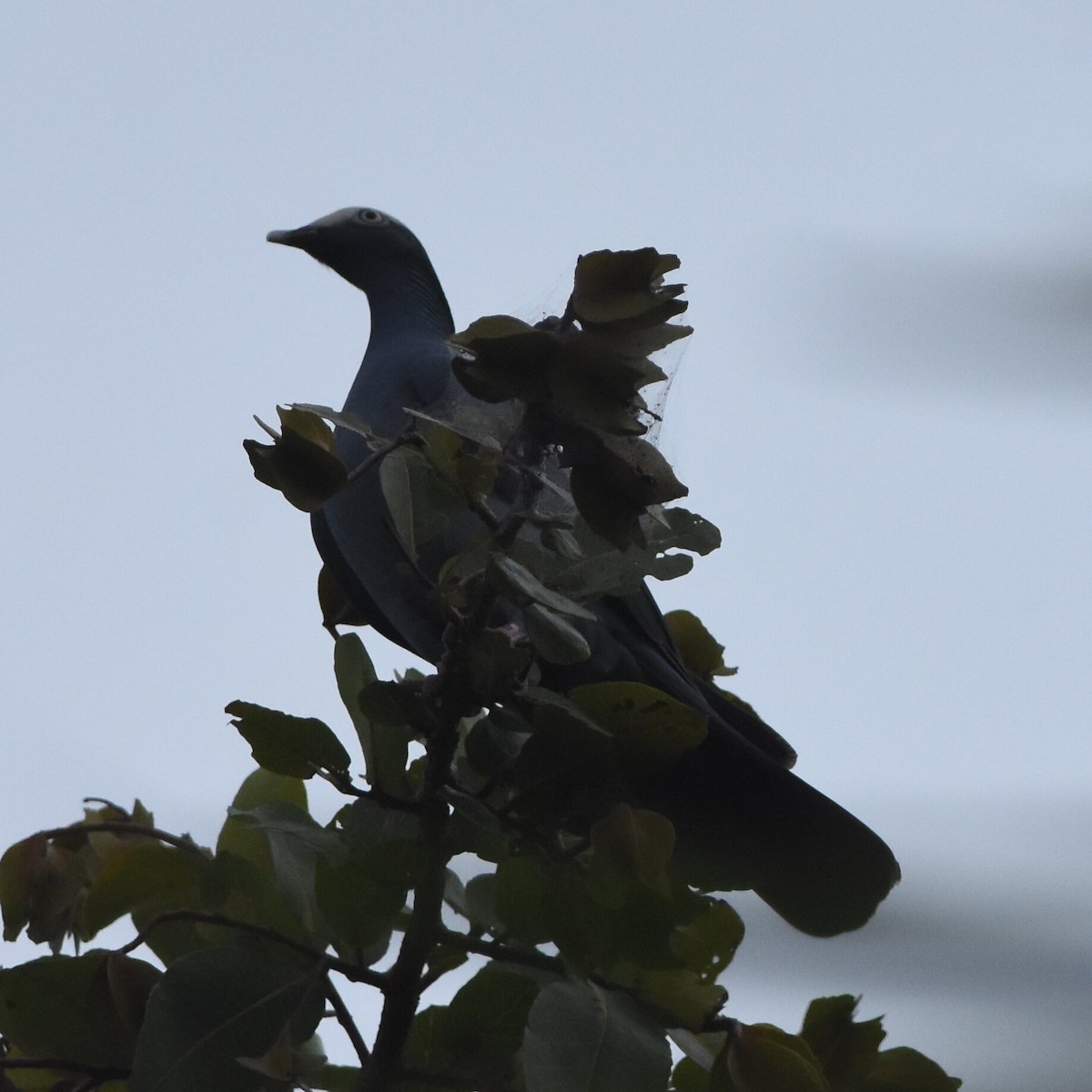White-crowned Pigeon - ML402086951