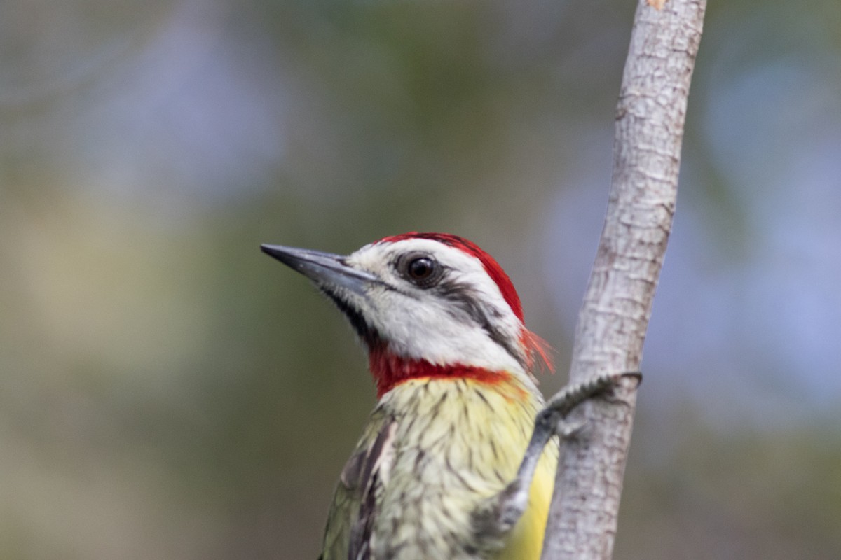 Cuban Green Woodpecker - ML402089871