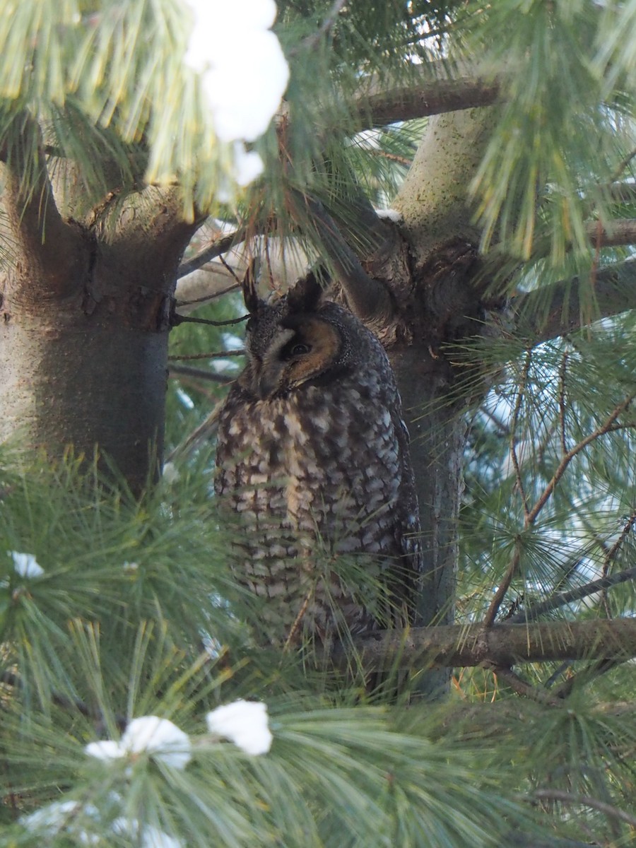 Long-eared Owl - ML402090221