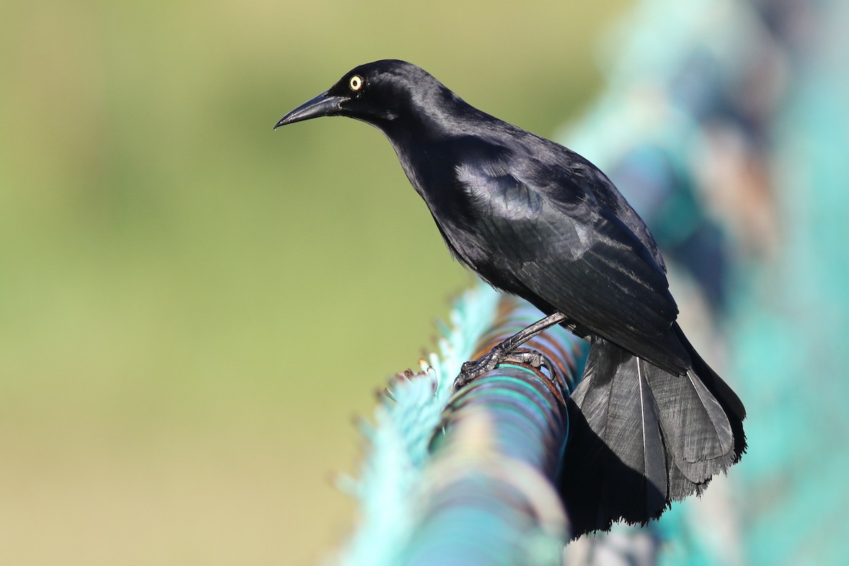 Greater Antillean Grackle - Max  Chalfin-Jacobs