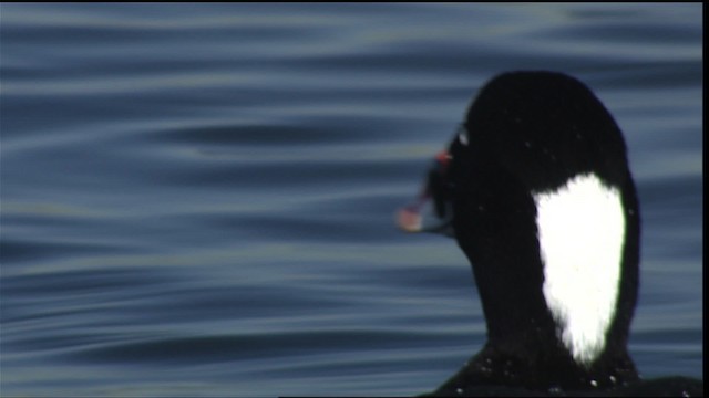 アラナミキンクロ Ebird