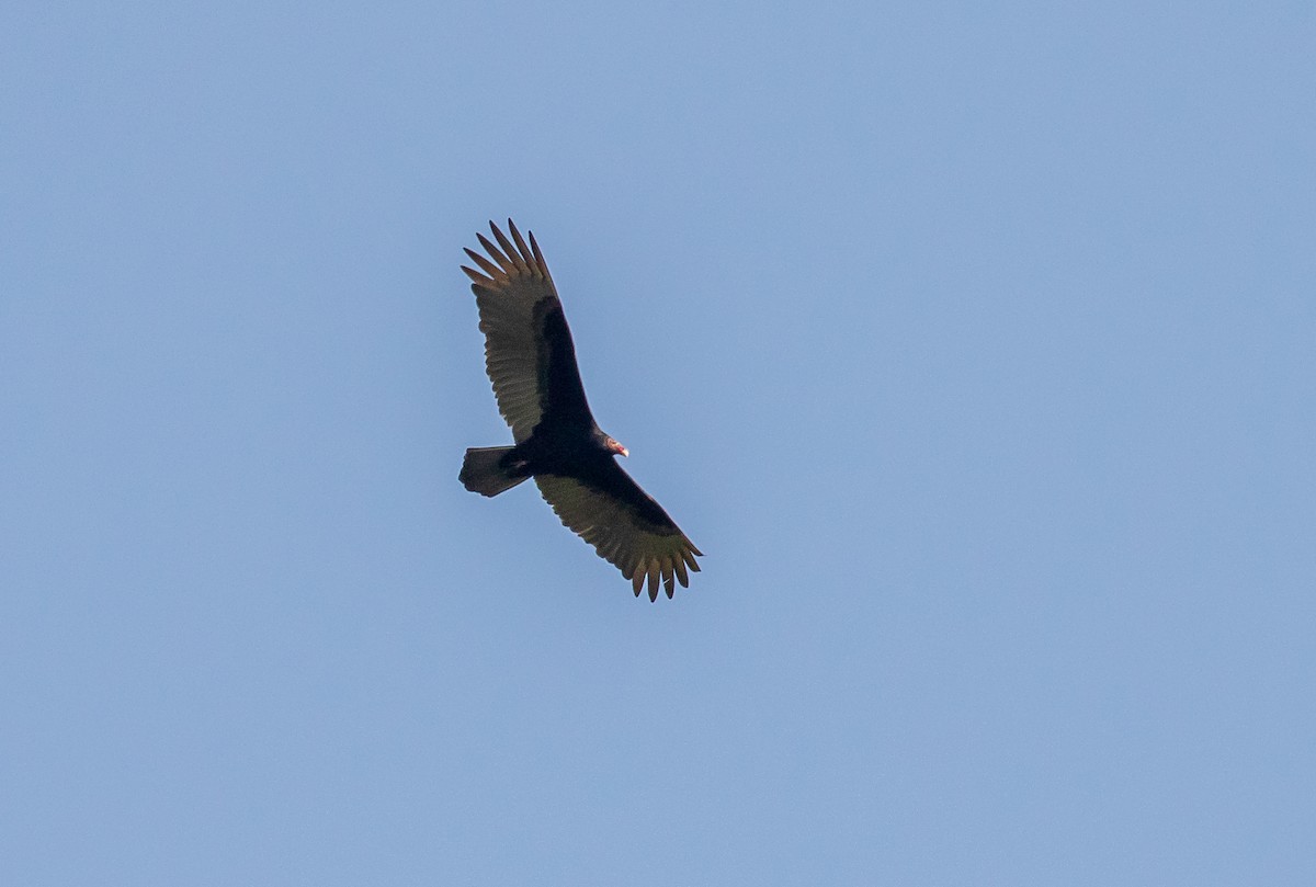 Turkey Vulture - ML402104321