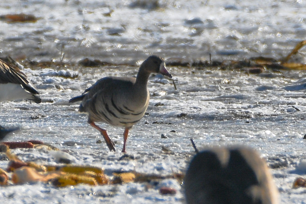 Greater White-fronted Goose - ML402105371