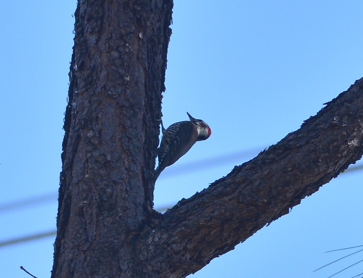 Arizona Woodpecker - Clive Harris