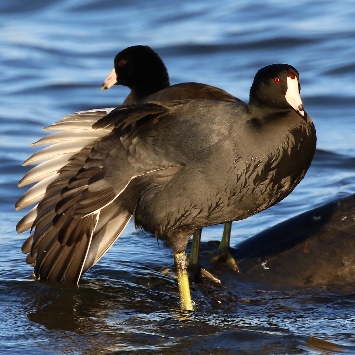 American Coot - Holly Cox