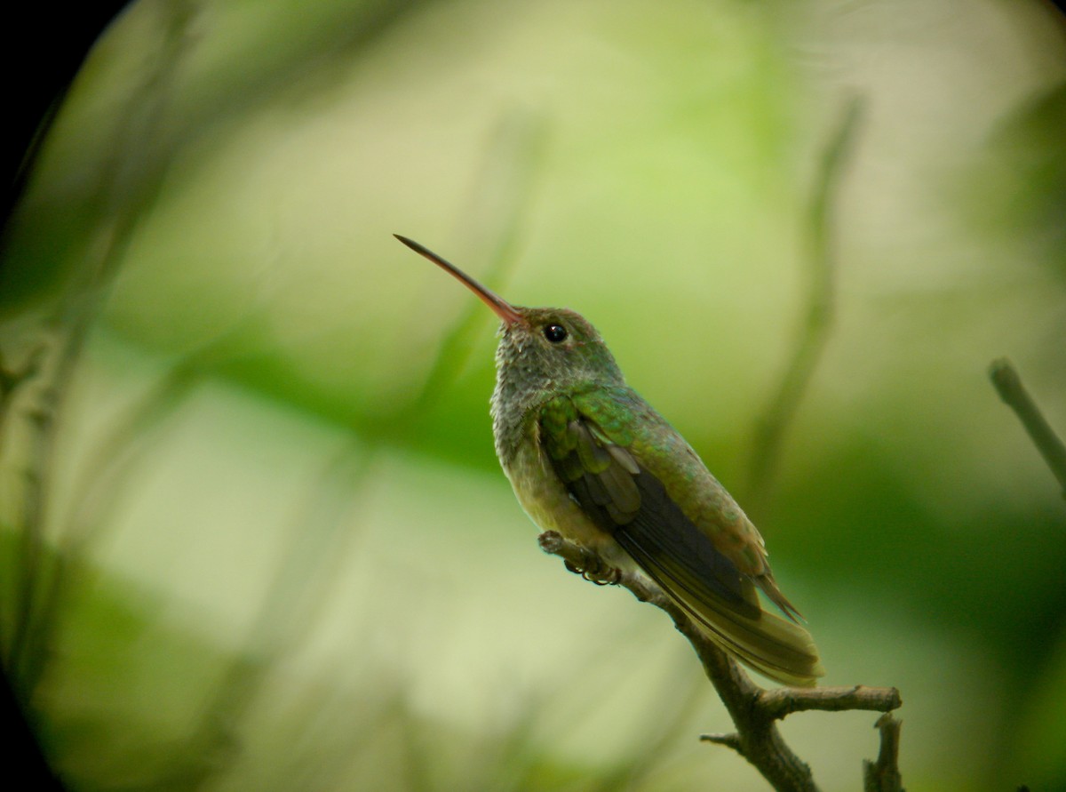 Buff-bellied Hummingbird (Northern) - Jay McGowan
