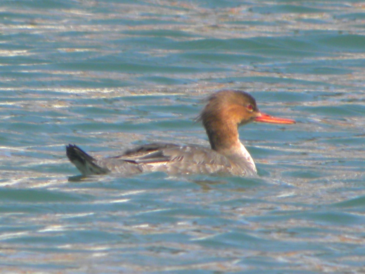 Red-breasted Merganser - Ben Newhouse